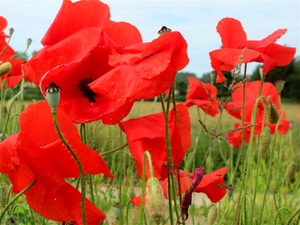 Klatschmohn (Papaver rhoeas) auf einem Schuttplatz in Hockenheim