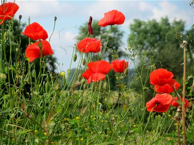 Klatschmohn (Papaver rhoeas) auf einem Schuttplatz in Hockenheim