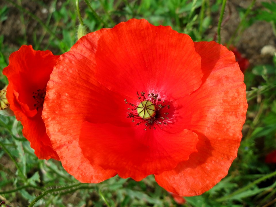 Klatschmohn (Papaver rhoeas) auf einem Schuttplatz in Hockenheim