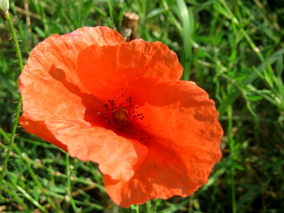 Klatschmohn (Papaver rhoeas) an der Berlinallee in Hockenheim