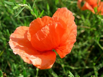 Klatschmohn (Papaver rhoeas) an der Berlinallee in Hockenheim