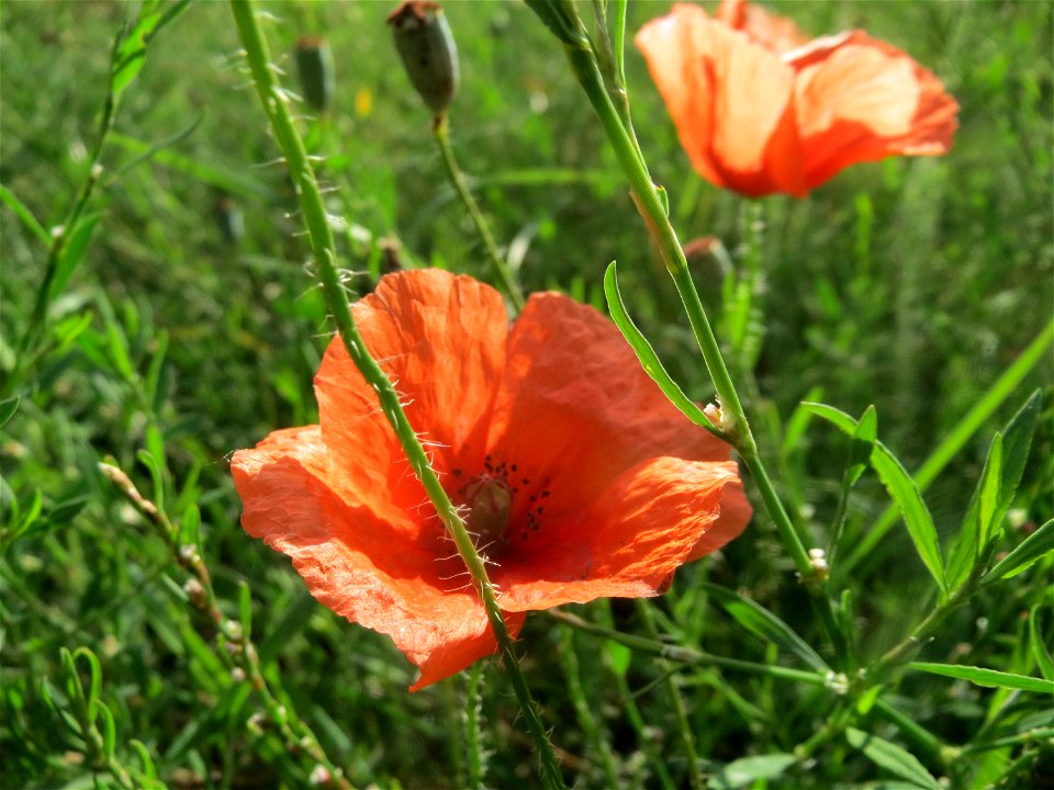 Klatschmohn (Papaver rhoeas) an der Berlinallee in Hockenheim