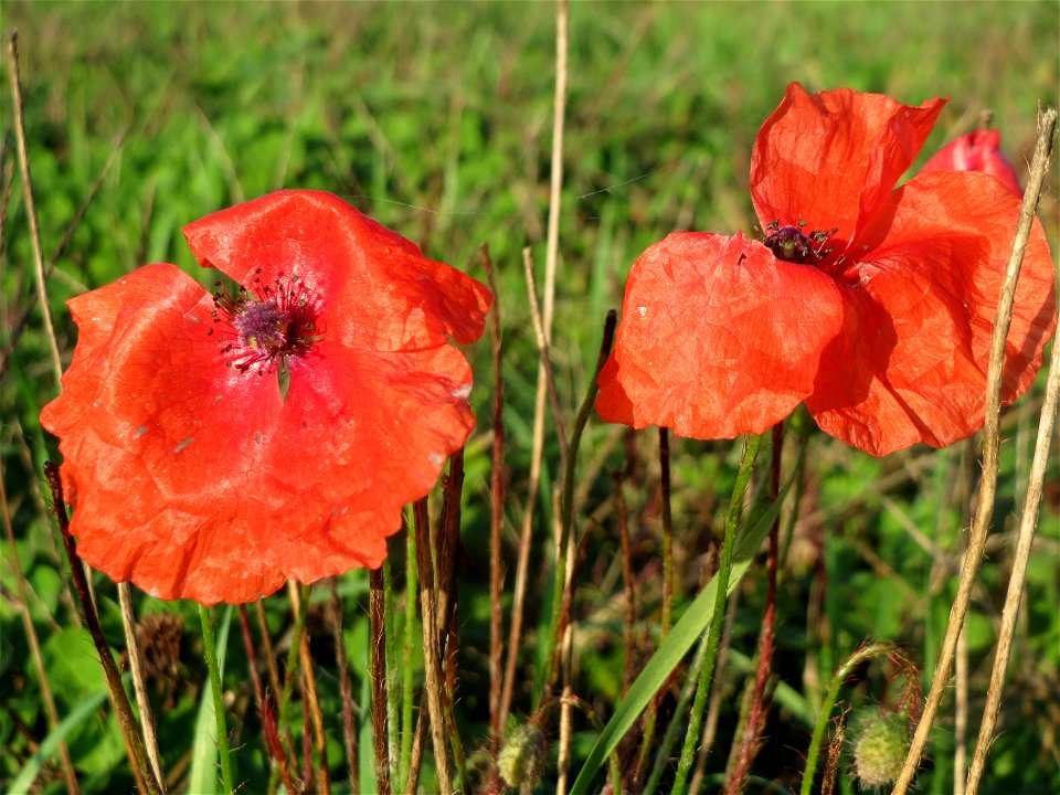 Klatschmohn (Papaver rhoeas) bei Reilingen