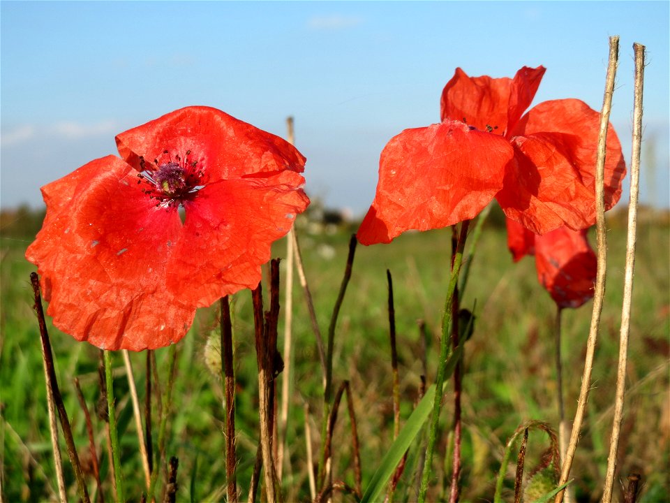 Klatschmohn (Papaver rhoeas) bei Reilingen