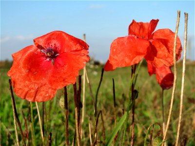Klatschmohn (Papaver rhoeas) bei Reilingen