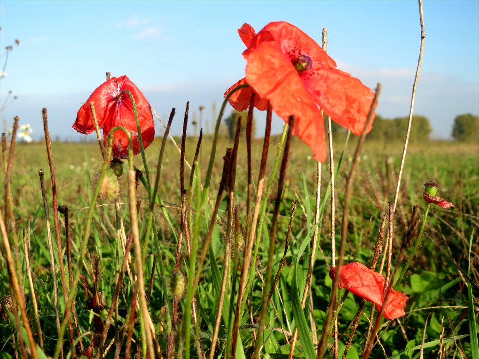 Klatschmohn (Papaver rhoeas) bei Reilingen