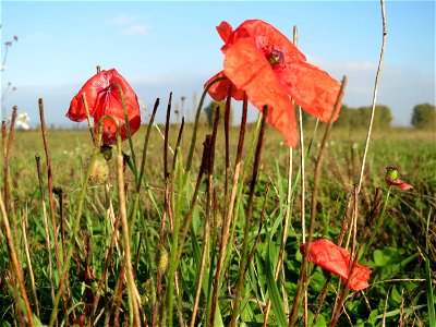Klatschmohn (Papaver rhoeas) bei Reilingen