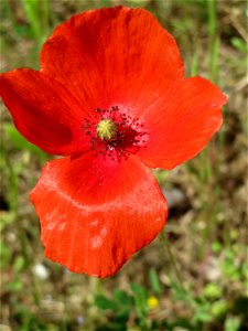 Klatschmohn (Papaver rhoeas) in Hockenheim