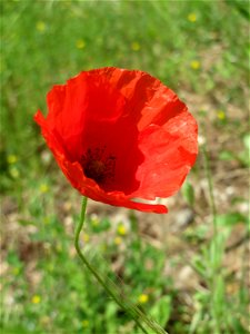 Klatschmohn (Papaver rhoeas) in Hockenheim