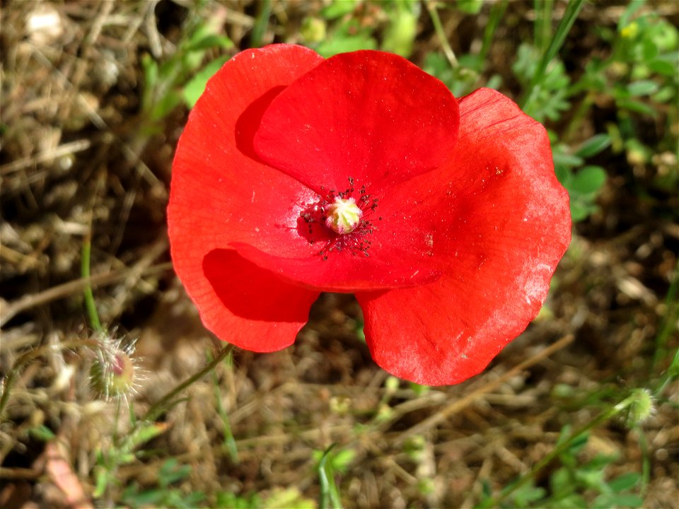 Klatschmohn (Papaver rhoeas) in Hockenheim