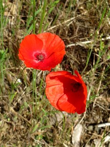 Klatschmohn (Papaver rhoeas) in Hockenheim