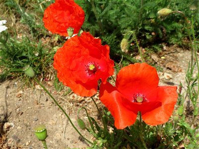 Klatschmohn (Papaver rhoeas) an der Saar in Saarbrücken