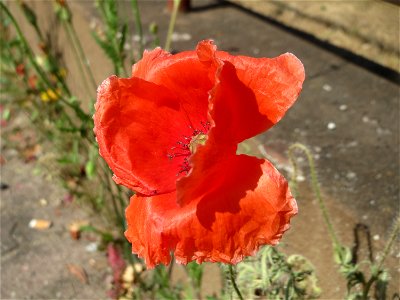 Ritzenbotanik: Klatschmohn (Papaver rhoeas) in Hockenheim
