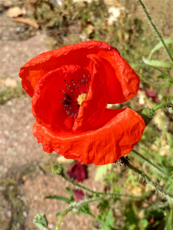 Ritzenbotanik: Klatschmohn (Papaver rhoeas) in Hockenheim