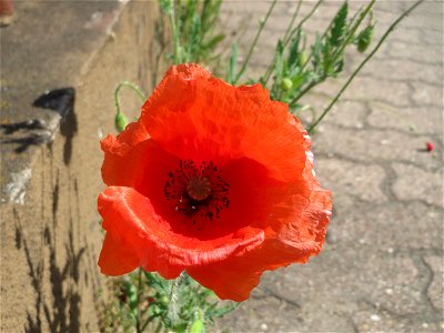 Ritzenbotanik: Klatschmohn (Papaver rhoeas) in Hockenheim