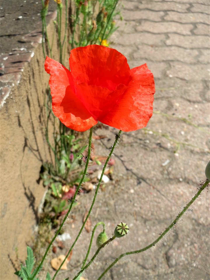Ritzenbotanik: Klatschmohn (Papaver rhoeas) in Hockenheim