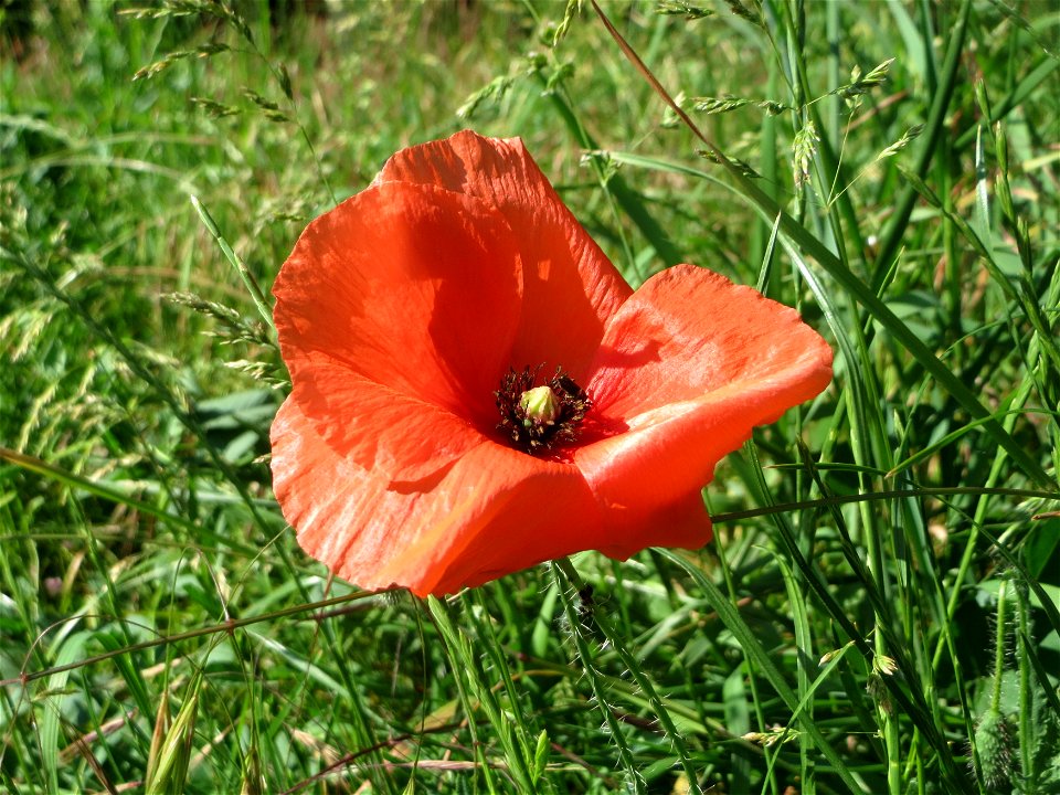 Klatschmohn (Papaver rhoeas) im Landschaftsschutzgebiet „Hockenheimer Rheinbogen“