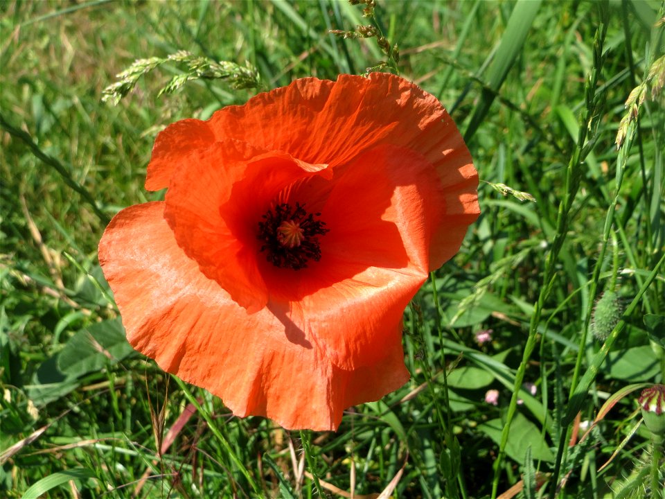 Klatschmohn (Papaver rhoeas) im Landschaftsschutzgebiet „Hockenheimer Rheinbogen“