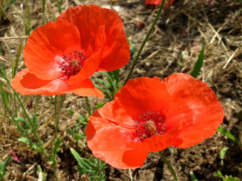 Klatschmohn (Papaver rhoeas) in Hockenheim