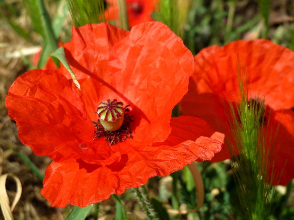 Klatschmohn (Papaver rhoeas) in Hockenheim