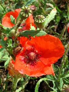 Klatschmohn (Papaver rhoeas) in Hockenheim