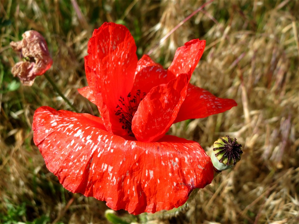 Klatschmohn (Papaver rhoeas) auf einer Streuobstwiese in Hockenheim