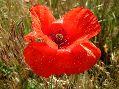 Klatschmohn (Papaver rhoeas) auf einer Streuobstwiese in Hockenheim