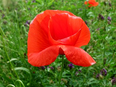 Klatschmohn (Papaver rhoeas) auf einer Wiese zum Schutz der Haubenlerche am Stadtrand von Hockenheim