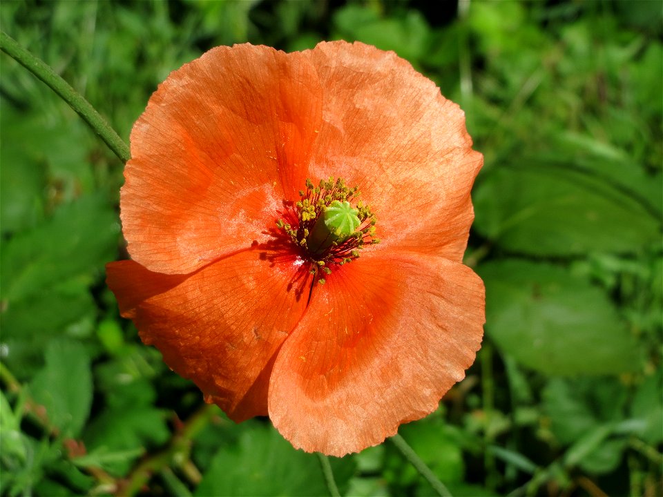 Klatschmohn (Papaver rhoeas) im Almet in Sankt Arnual