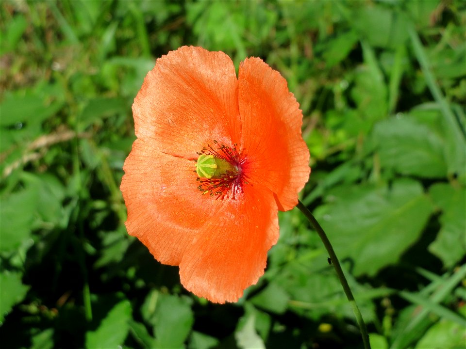 Klatschmohn (Papaver rhoeas) im Almet in Sankt Arnual
