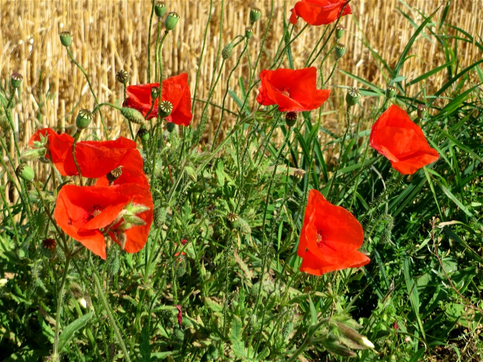 Klatschmohn (Papaver rhoeas) bei Wiesbaden-Nordenstadt