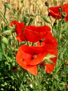 Klatschmohn (Papaver rhoeas) bei Wiesbaden-Nordenstadt