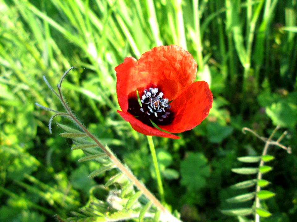 Sand-Mohn (Papaver argemone) im Landschaftsschutsgebiet „Saalbachniederung“ bei Bruchsal
