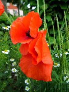 Klatsch-Mohn (Papaver rhoeas) am Bahnhof Landstuhl photo