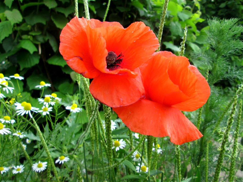 Klatsch-Mohn (Papaver rhoeas) am Bahnhof Landstuhl