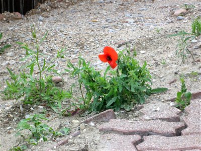 Ritzenbotanik: Klatschmohn (Papaver rhoeas) in Hockenheim