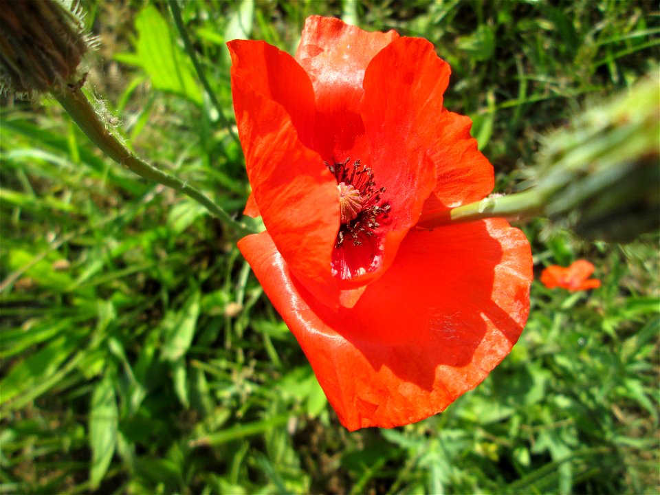 Klatschmohn (Papaver rhoeas) in Hockenheim