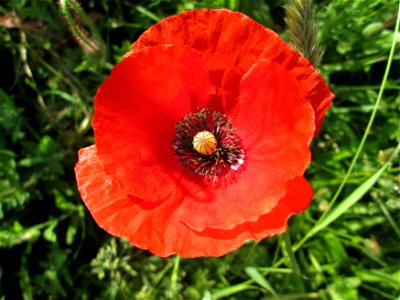 Klatschmohn (Papaver rhoeas) in Hockenheim