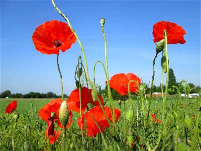 Klatschmohn (Papaver rhoeas) am Feldrand in Hockenheim