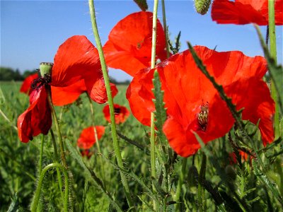 Klatschmohn (Papaver rhoeas) am Feldrand in Hockenheim