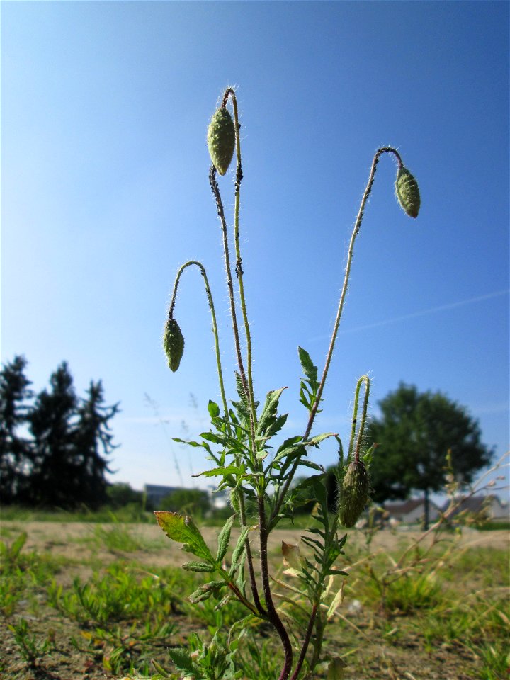 Klatschmohn (Papaver rhoeas) auf einem Sandplatz in Hockenheim