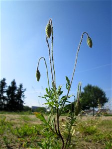 Klatschmohn (Papaver rhoeas) auf einem Sandplatz in Hockenheim