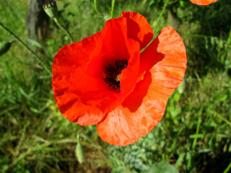 Klatschmohn (Papaver rhoeas) in Hockenheim