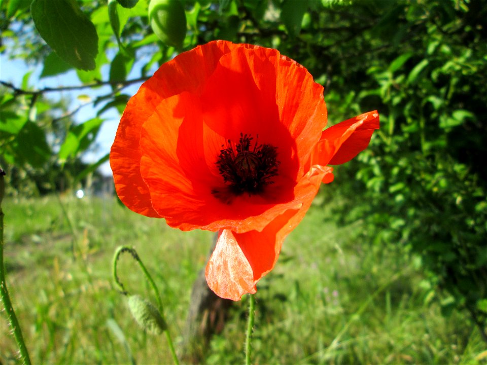 Klatschmohn (Papaver rhoeas) in Hockenheim