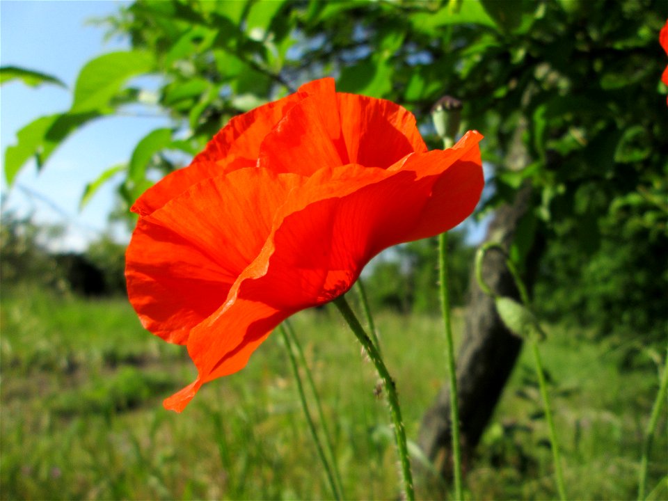 Klatschmohn (Papaver rhoeas) in Hockenheim