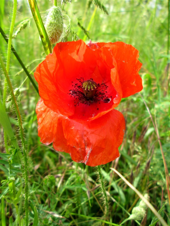 Klatschmohn (Papaver rhoeas) auf einer Wiese in Hockenheim-Talhaus