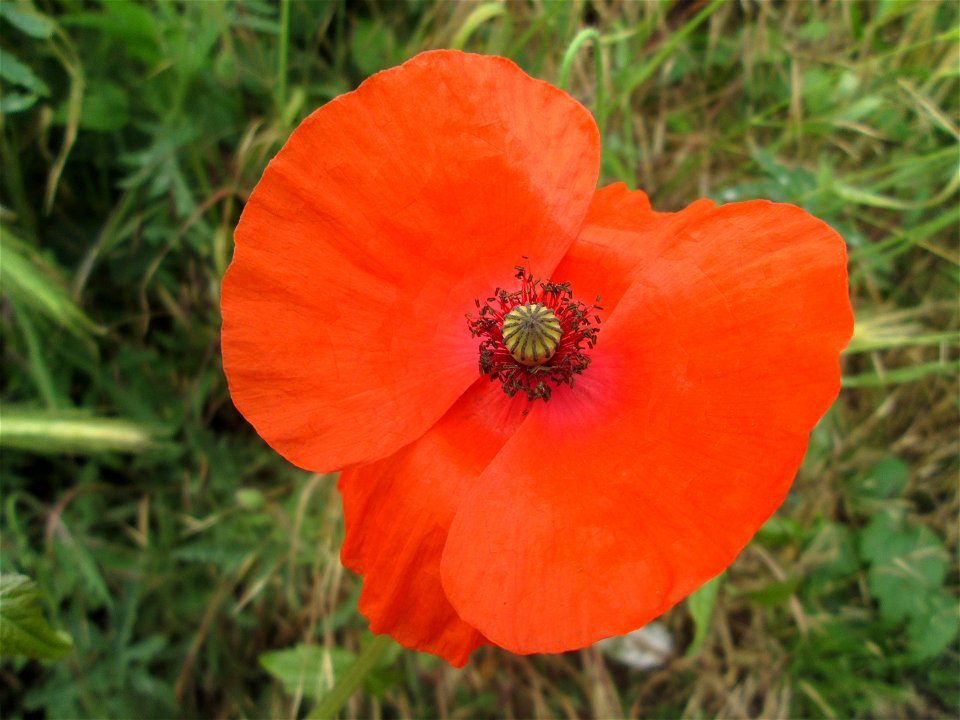 Klatschmohn (Papaver rhoeas) in Schwetzingen