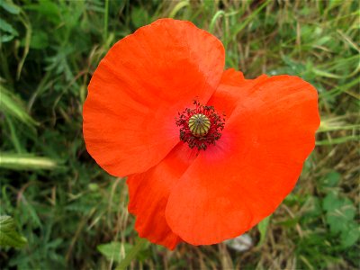 Klatschmohn (Papaver rhoeas) in Schwetzingen