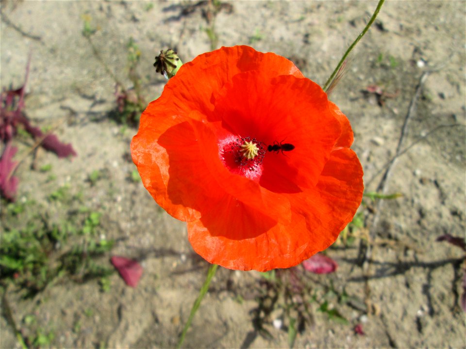 Klatschmohn (Papaver rhoeas) auf einem Sandplatz in Hockenheim