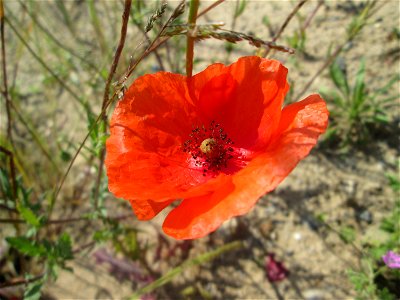 Klatschmohn (Papaver rhoeas) auf einem Sandplatz in Hockenheim